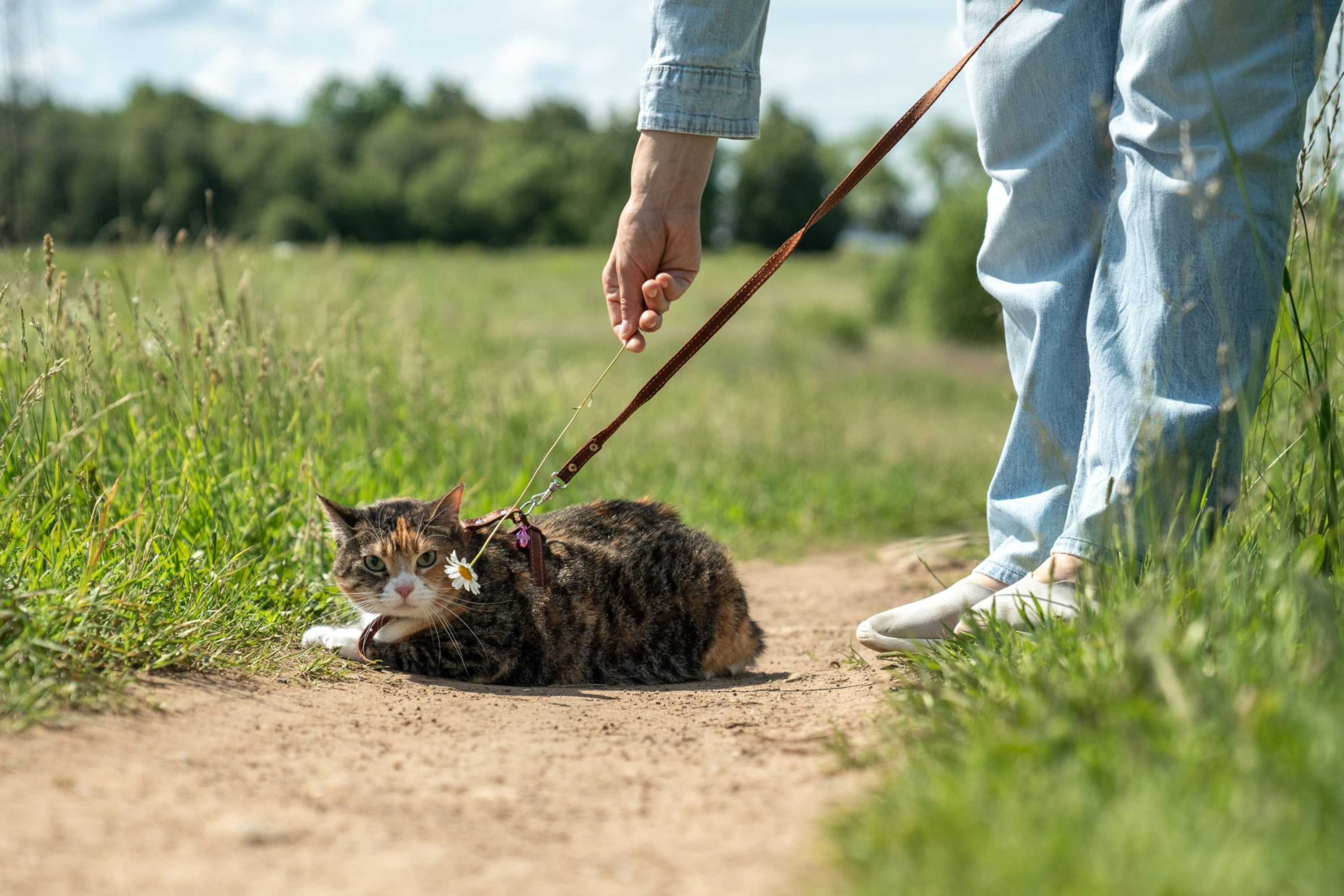 Making Daily Walks More Enjoyable