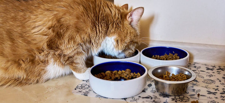 Creating Better Pet Feeding Habits