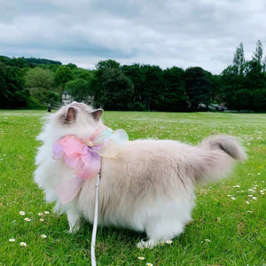 Unleash Adventure with the Butterfly Flying Pet Leash