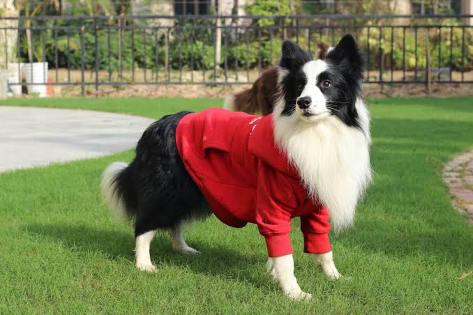 Comfortable Clothing For Beloved Pets